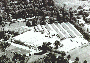 Picture of the Angelo Bernacchi Greenhouses on Fox Street, LaPorte, Indiana